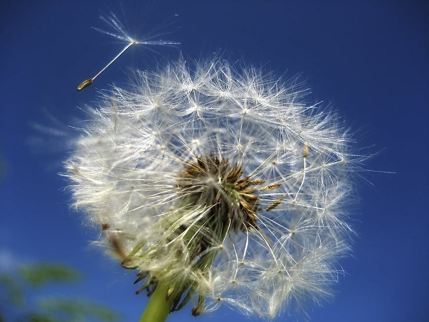 Dandelion seed head blowing in wind against blue sky