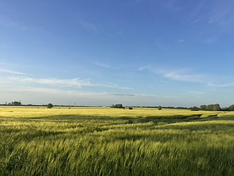 Golden wheat field under blue sky in summer