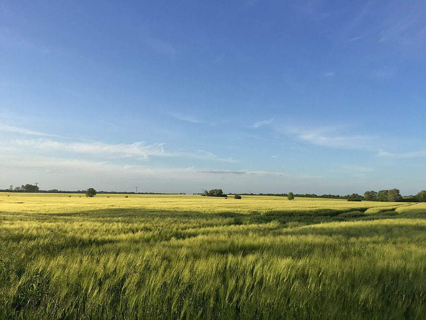 Golden wheat field under blue sky in summer