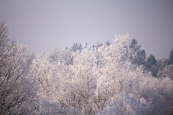 Frosty Winter Trees in a Cold Forest Landscape