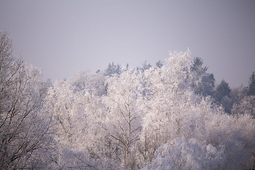 Frosty Winter Trees in a Cold Forest Landscape