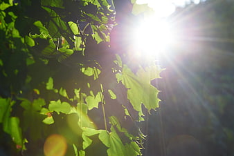 Sunlight shining through green leaves with lens flare