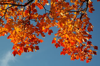 Vibrant Autumn Maple Leaves Against Clear Blue Sky