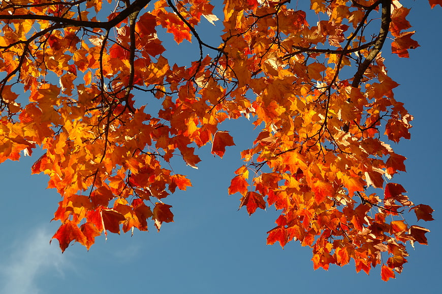 Vibrant Autumn Maple Leaves Against Clear Blue Sky