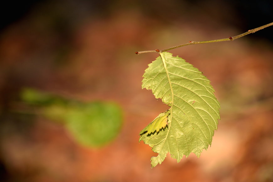 Close-up of a green leaf with insect damage on a blurred background