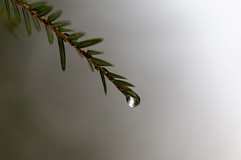 Macro shot of water droplet on pine branch