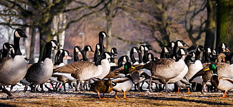 Flock of Canada Geese and Mallards in Winter Park