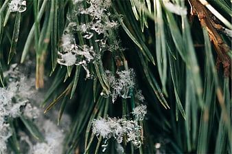 Close-up of frozen pine needles with ice crystals