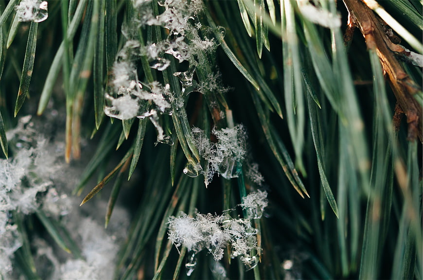 Close-up of frozen pine needles with ice crystals