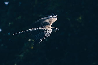 Majestic Eagle Soaring in Flight Against Dark Forest Background