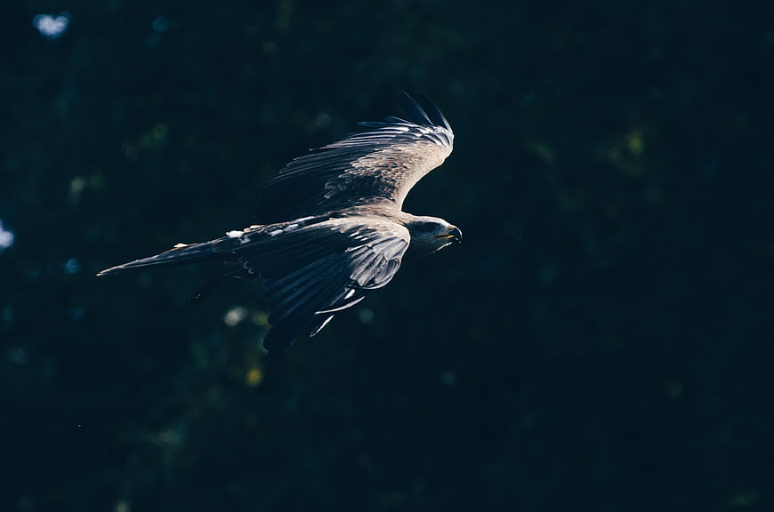 Majestic Eagle Soaring in Flight Against Dark Forest Background