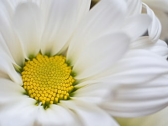 Close-up of a white daisy with yellow center