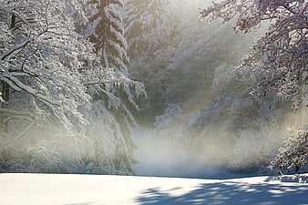 Sunlit Winter Forest With Snowy Trees And Morning Mist