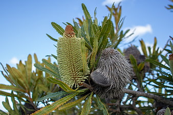 Banksia flower and seed pod on branch against blue sky