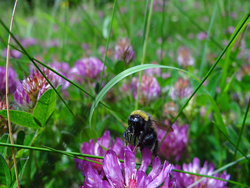 Close-up of a bumblebee on a purple clover flower