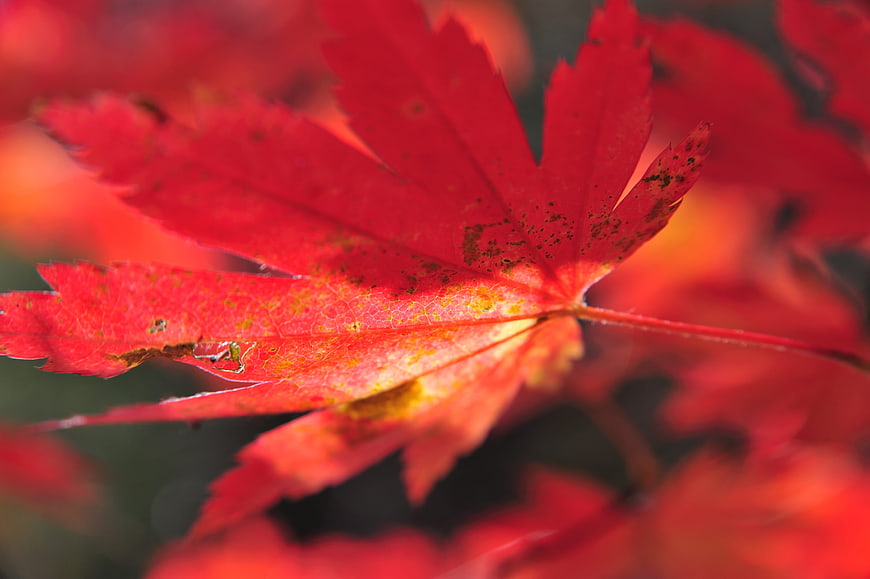 Close-up of vibrant red maple leaf in autumn