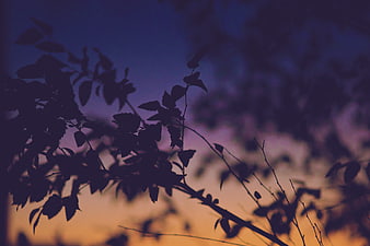 Silhouetted Tree Branches Against Vibrant Sunset Sky Gradient