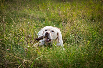 Happy Yellow Labrador Retriever Chewing Stick in Grass