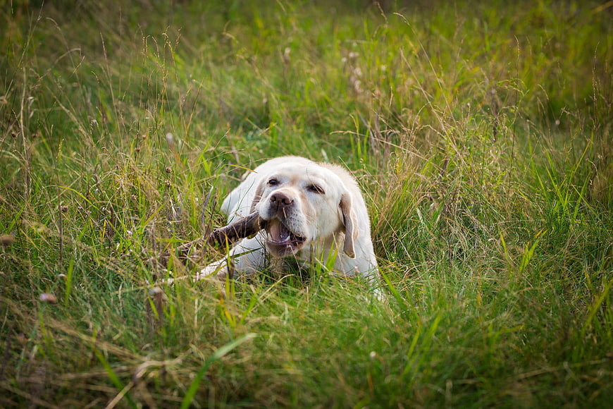 Happy Yellow Labrador Retriever Chewing Stick in Grass