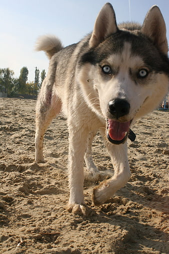 Energetic Siberian Husky Running on Sandy Beach