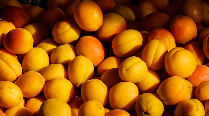 Close-up of fresh yellow apricots in sunlight