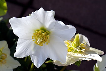 Close-up of white Christmas rose with yellow center