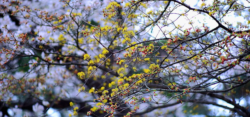 Yellow Tree Blossoms on Branches with Spring Foliage