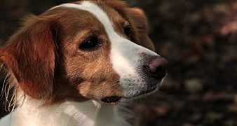 Close-up profile portrait of a Kooikerhondje dog with brown and white fur