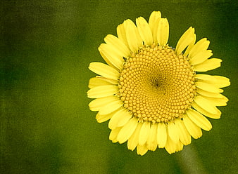 Close-up of a yellow daisy flower on green background