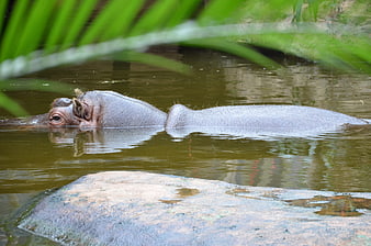 Hippopotamus swimming in murky water with green foliage