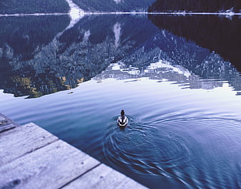 Lone Duck Swimming on Calm Mountain Lake with Reflections