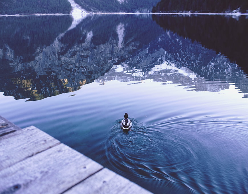 Lone Duck Swimming on Calm Mountain Lake with Reflections