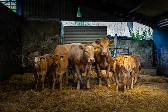 Group of brown cows standing in a rustic barn