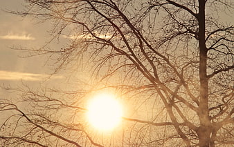 Sun shining through bare tree branches in morning mist