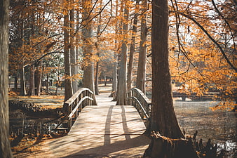 Wooden Bridge in Autumn Cypress Forest with Golden Leaves