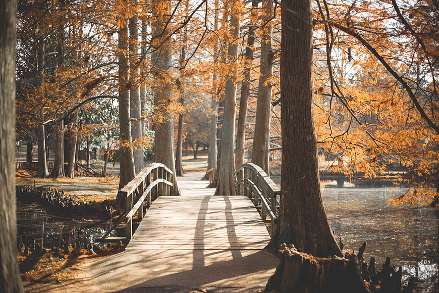 Wooden Bridge in Autumn Cypress Forest with Golden Leaves