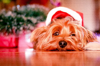Cute Yorkshire Terrier Puppy Wearing Santa Hat on Wooden Floor