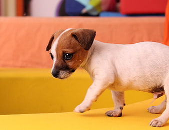 Cute Jack Russell Terrier Puppy Walking on Yellow Surface