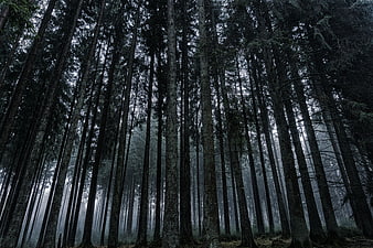 Low Angle View of Tall Pine Trees in Misty Forest