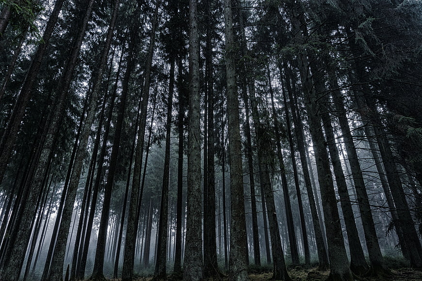 Low Angle View of Tall Pine Trees in Misty Forest