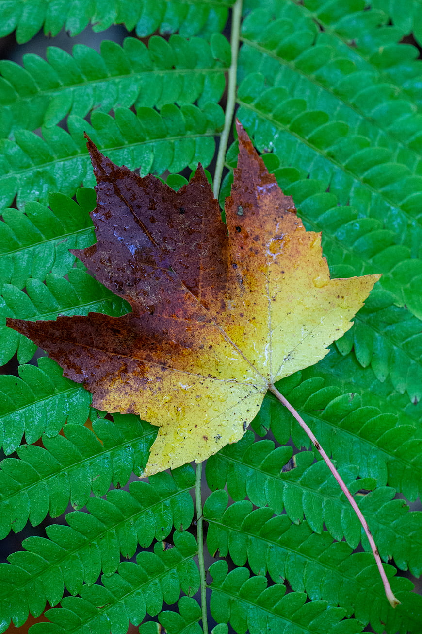 Fallen Maple Leaf on Green Fern Background