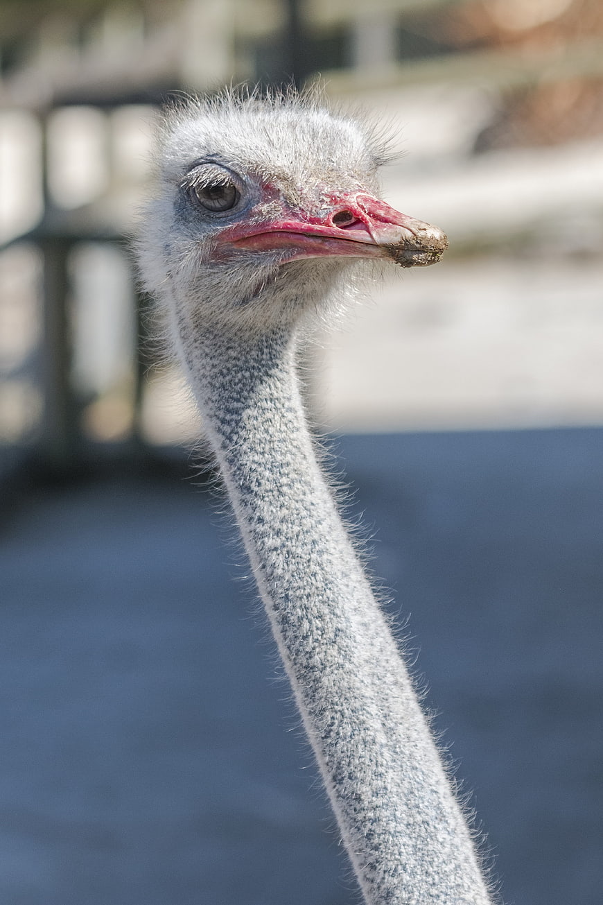 Close-up portrait of an ostrich head and neck
