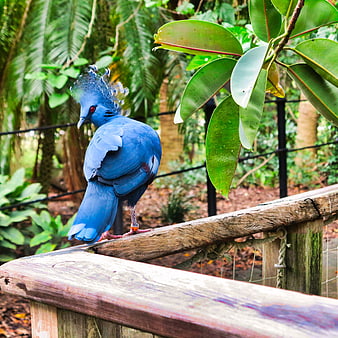 Vibrant Blue Victoria Crowned Pigeon Perched on Wooden Rail