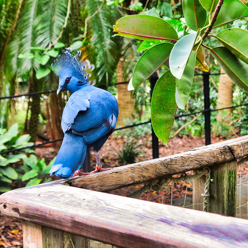 Vibrant Blue Victoria Crowned Pigeon Perched on Wooden Rail
