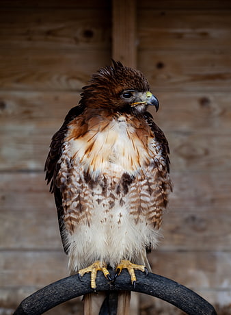 Close-up of a Red-tailed Hawk Perched on a Stand