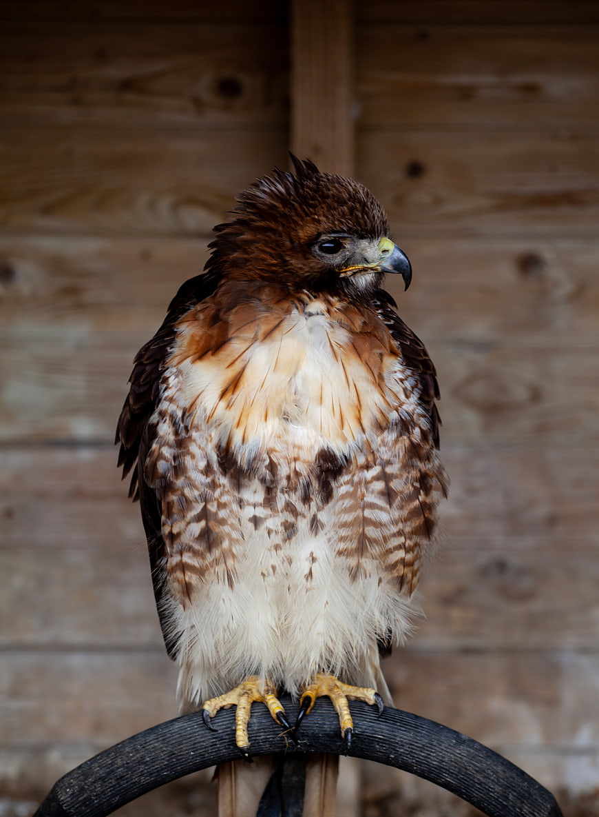 Close-up of a Red-tailed Hawk Perched on a Stand