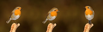 Three European Robins Perched on Wooden Sticks