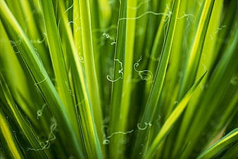Close-up of vibrant green grass blades with dew drops