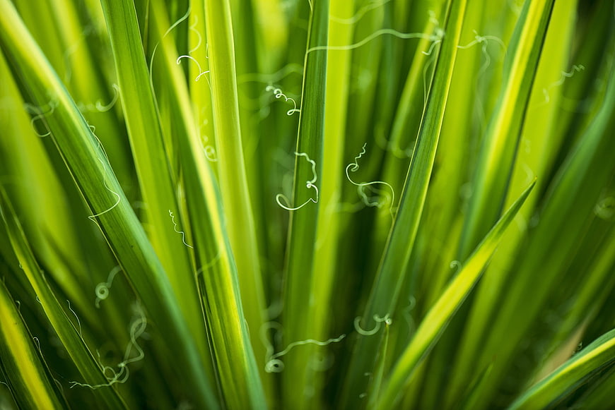 Close-up of vibrant green grass blades with dew drops