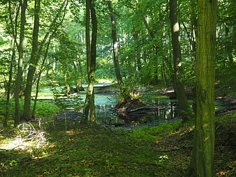 Sunlit Beech Forest With Calm Green Pond And Lush Undergrowth